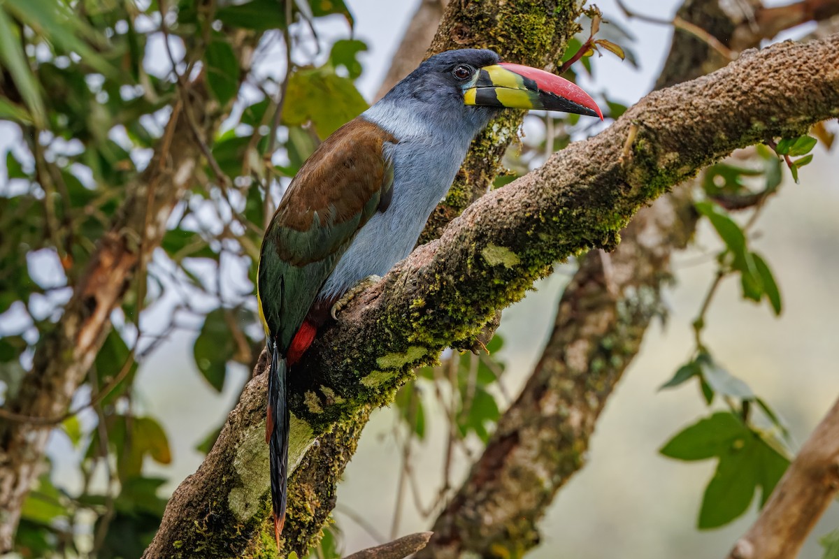Blautukan - ML641405527