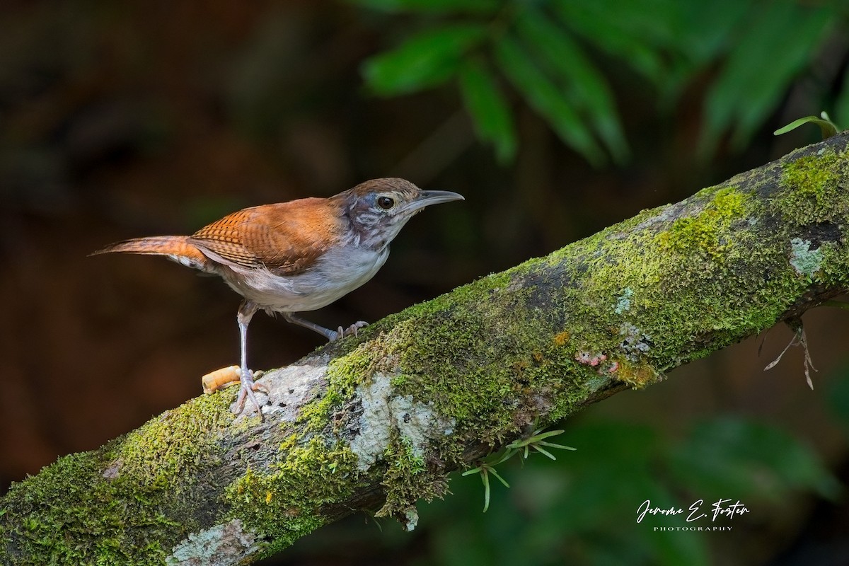 Rufous-and-white Wren - ML641405538