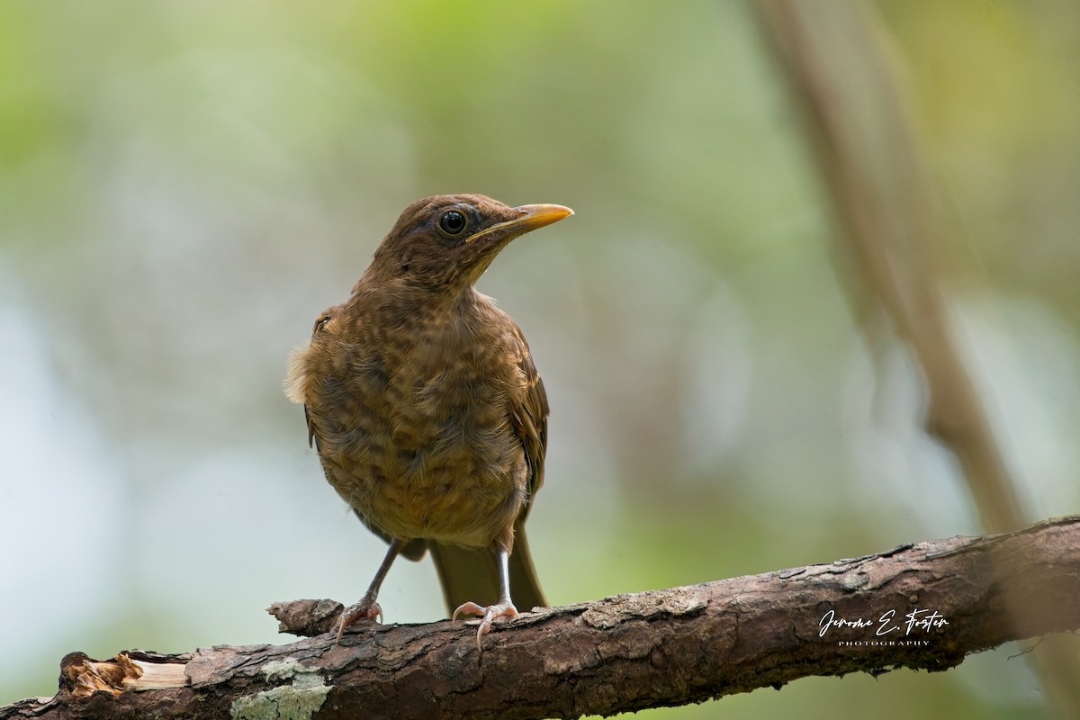 Clay-colored Thrush - ML641405553