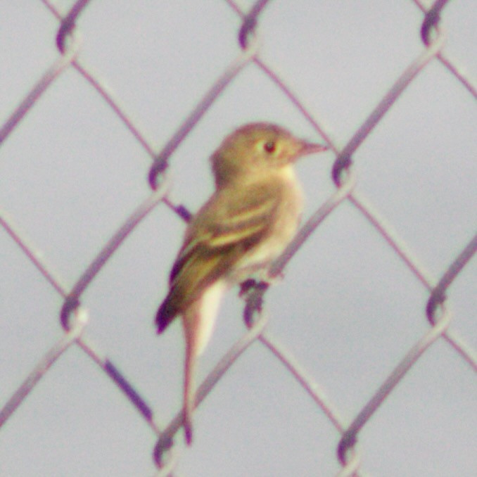 Western Flycatcher - ML641405572