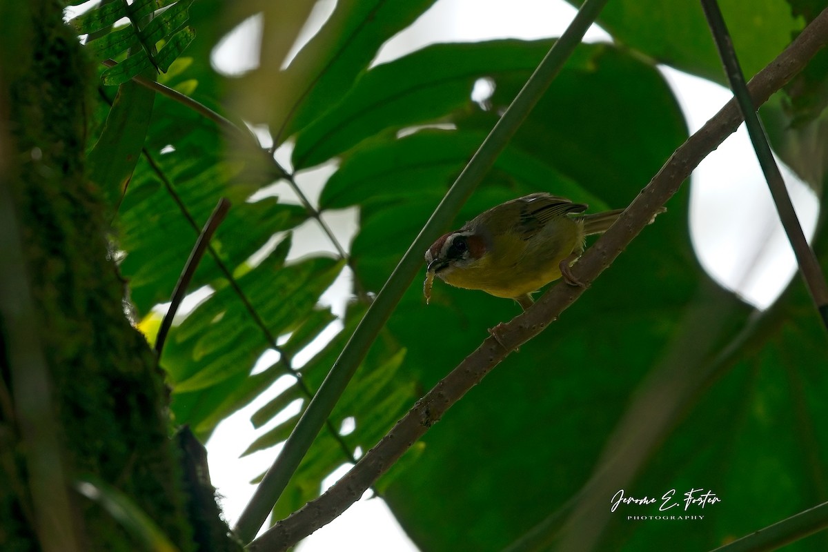Chestnut-capped Warbler - ML641405582