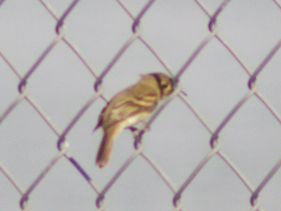 Western Flycatcher - ML641405583