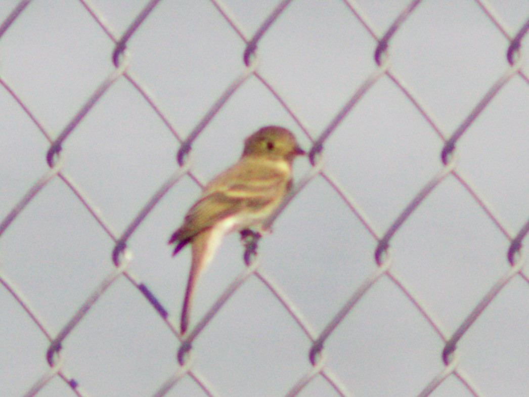 Western Flycatcher - ML641405585