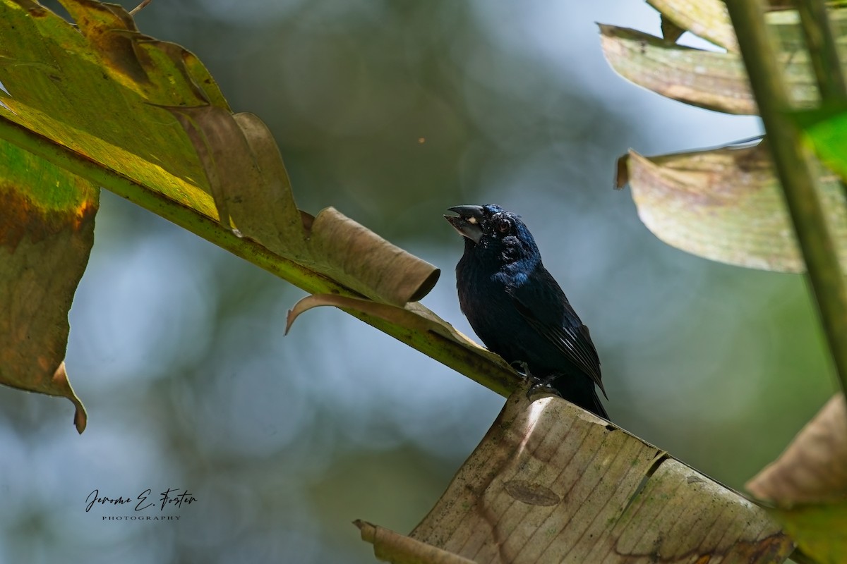 Blue-black Grosbeak - ML641405592