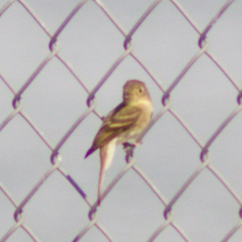 Western Flycatcher - ML641405593