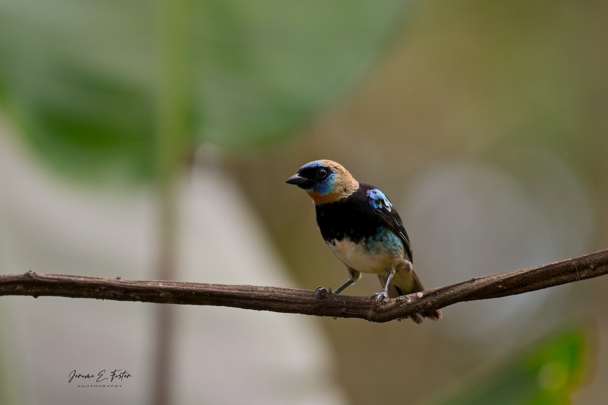 Golden-hooded Tanager - ML641405622