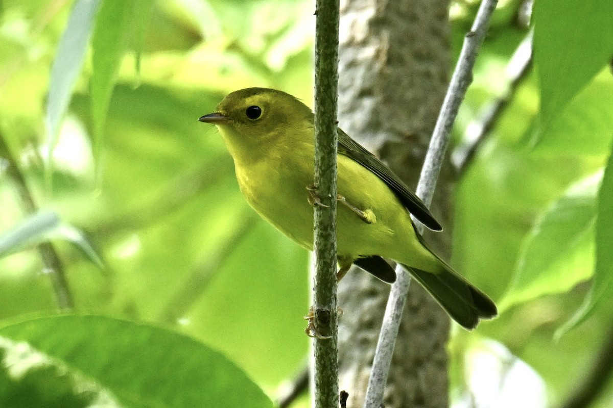 kalottparula - ML641405632