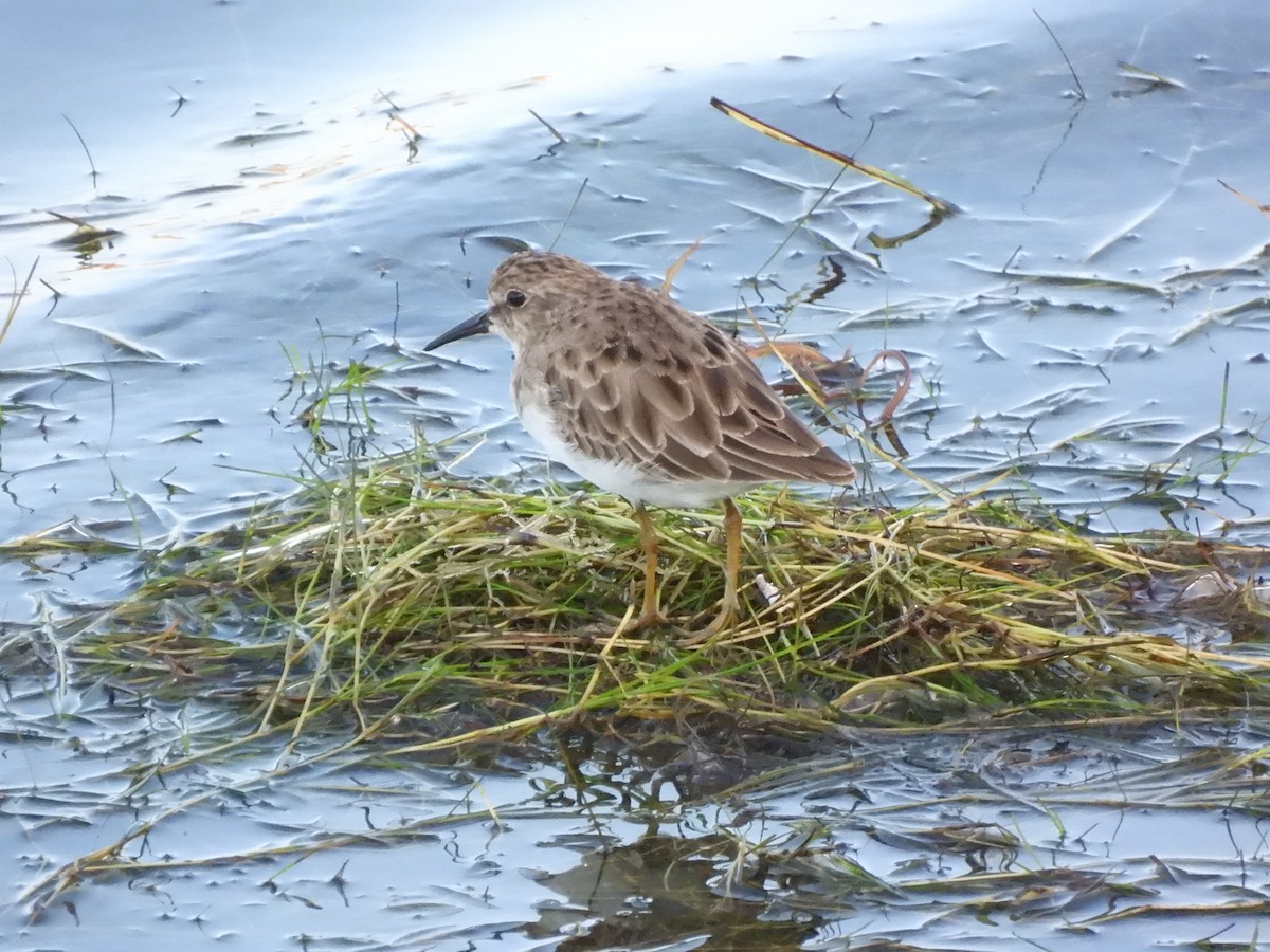 pygmésnipe - ML641405639