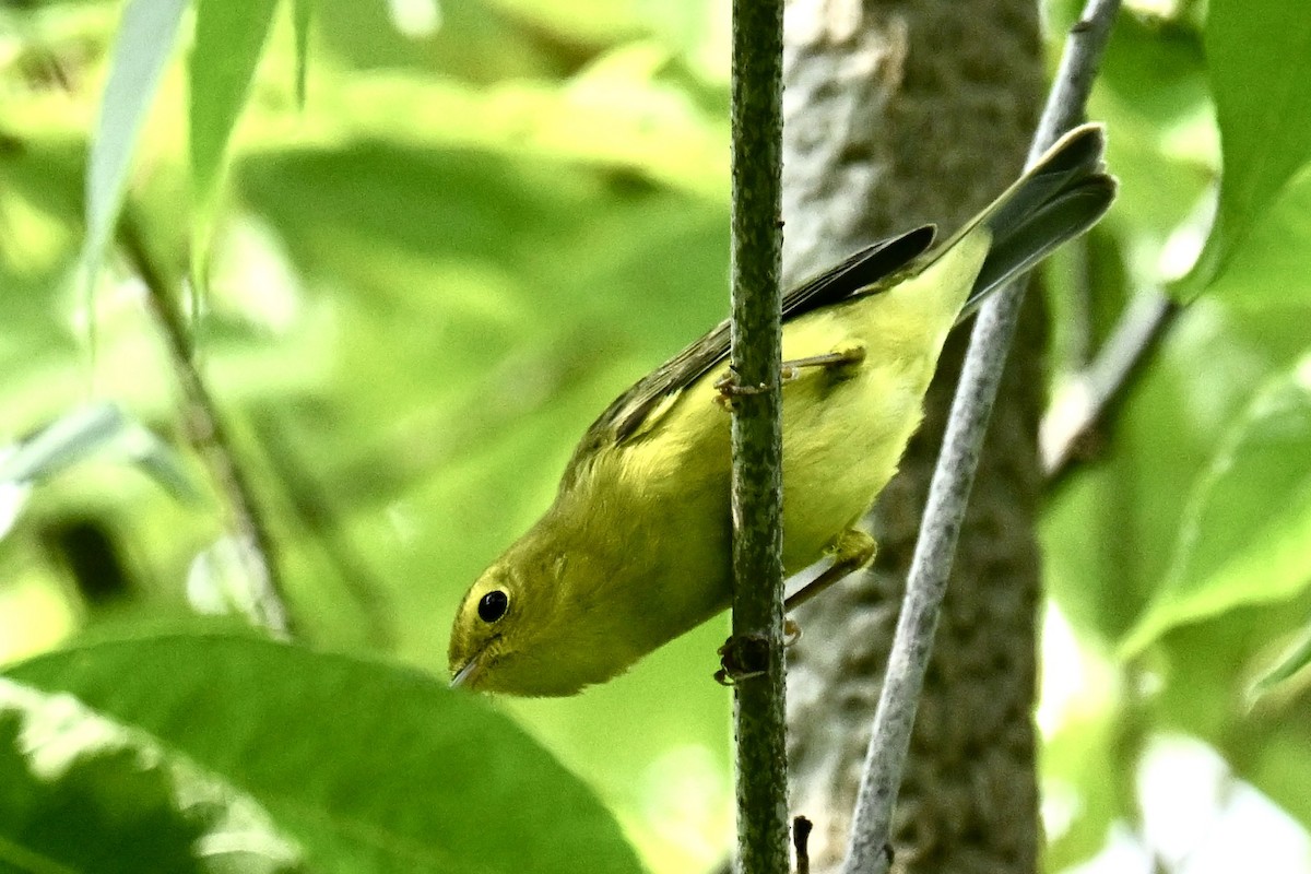 kalottparula - ML641405671