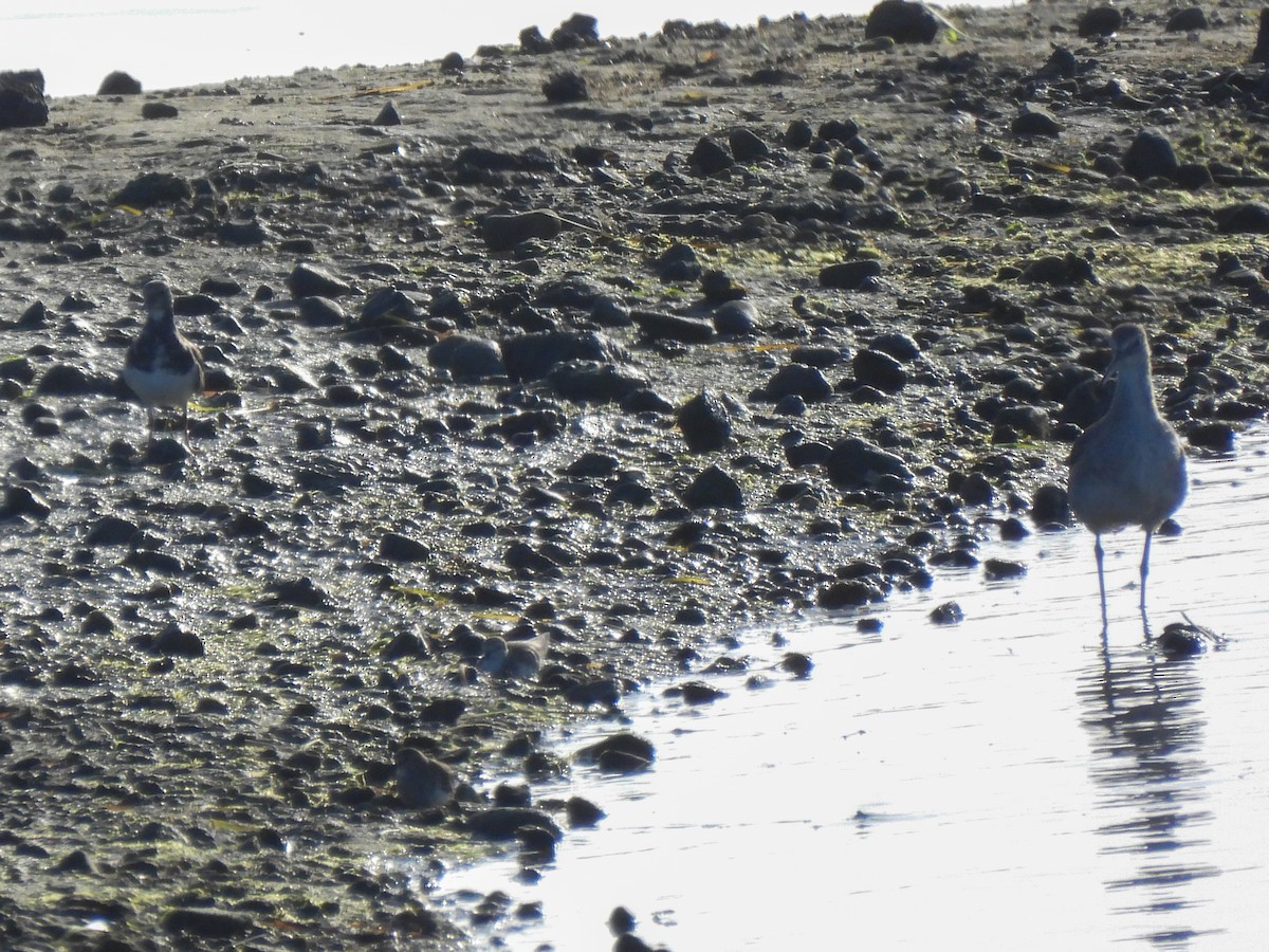 Ruddy Turnstone - ML641405735