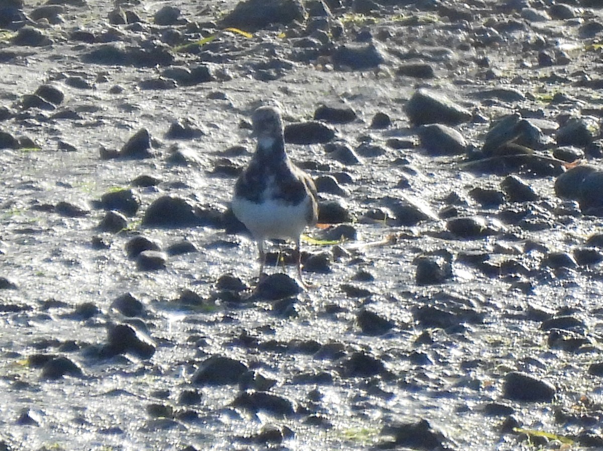 Ruddy Turnstone - ML641405741