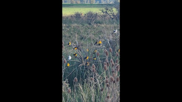 Saffron-cowled Blackbird - ML641405754