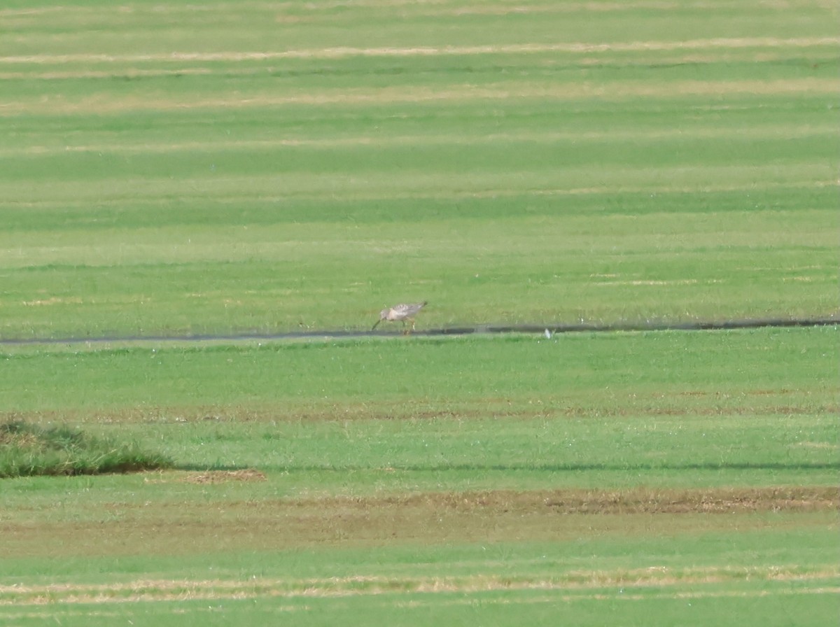 Stilt Sandpiper - ML641405786
