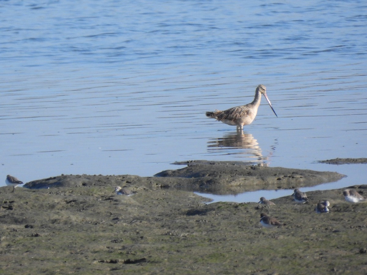 Marbled Godwit - ML641405791