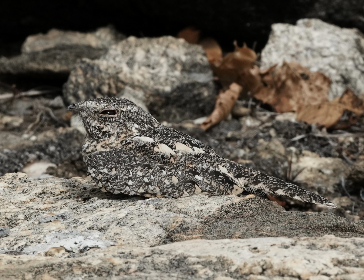 Pygmy Nightjar - ML641405820