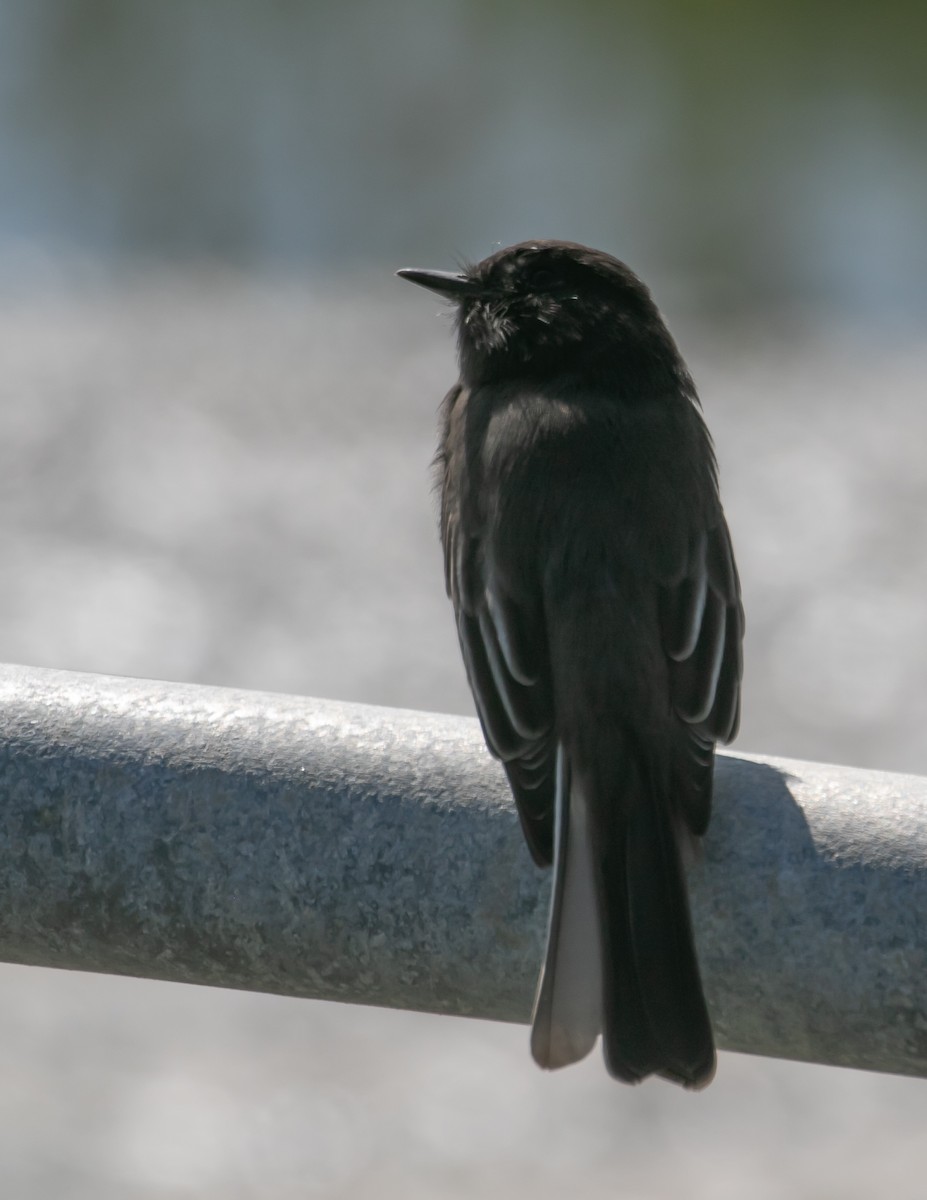 Black Phoebe - ML641405840