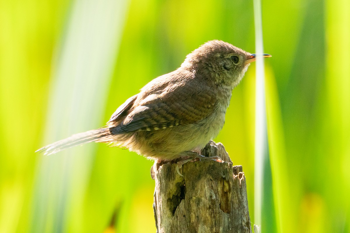Northern House Wren - ML641405844