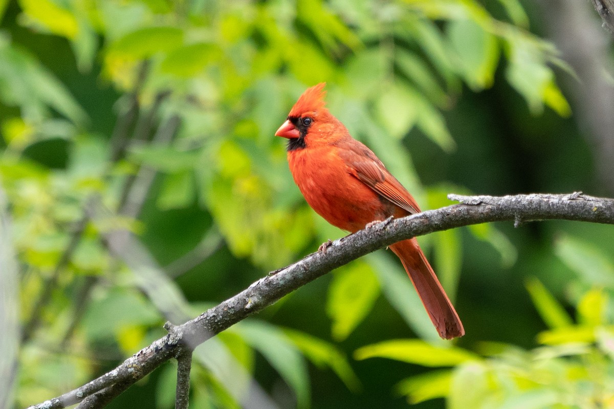 Northern Cardinal - ML641405853