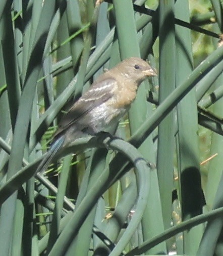 Lazuli Bunting - ML641405856