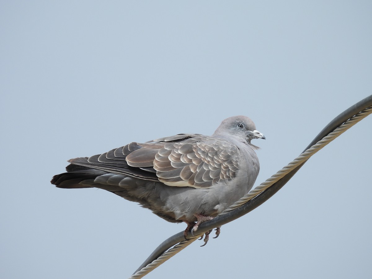 Spot-winged Pigeon - ML641405867