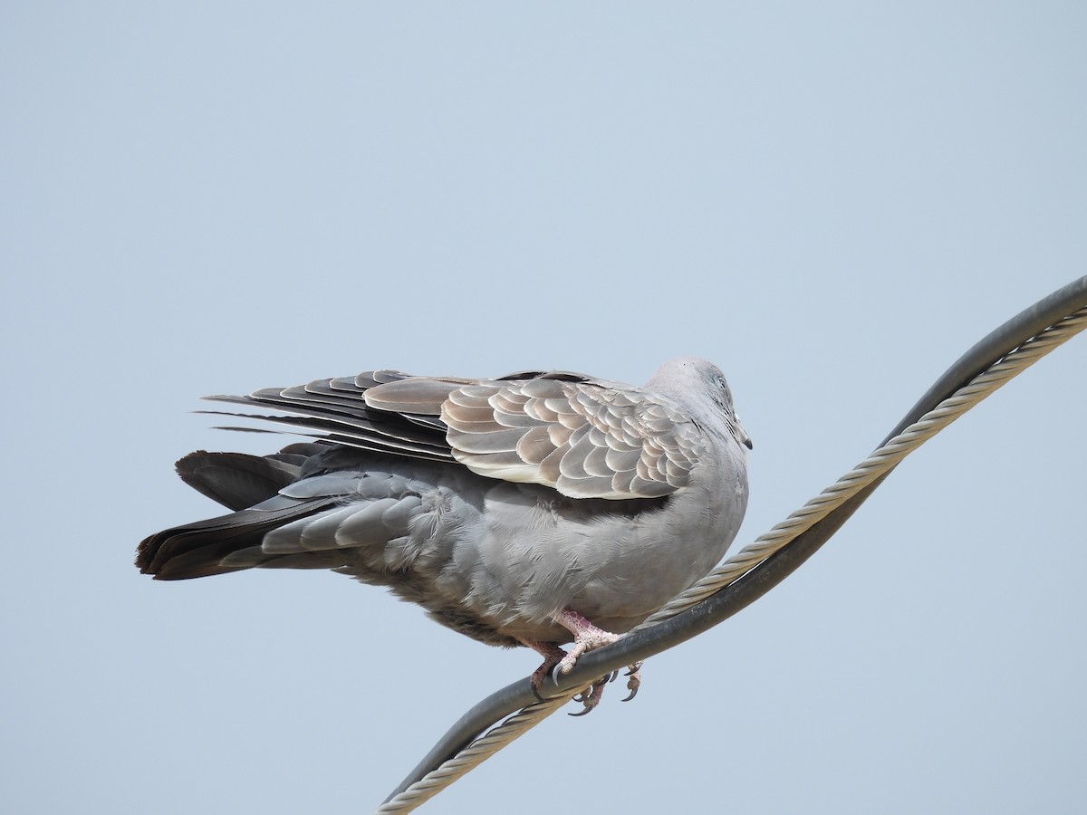Spot-winged Pigeon - ML641405868