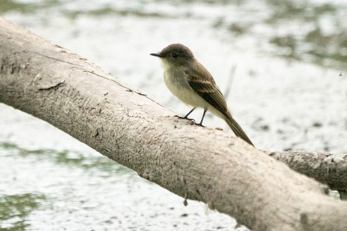 Eastern Phoebe - ML641405869