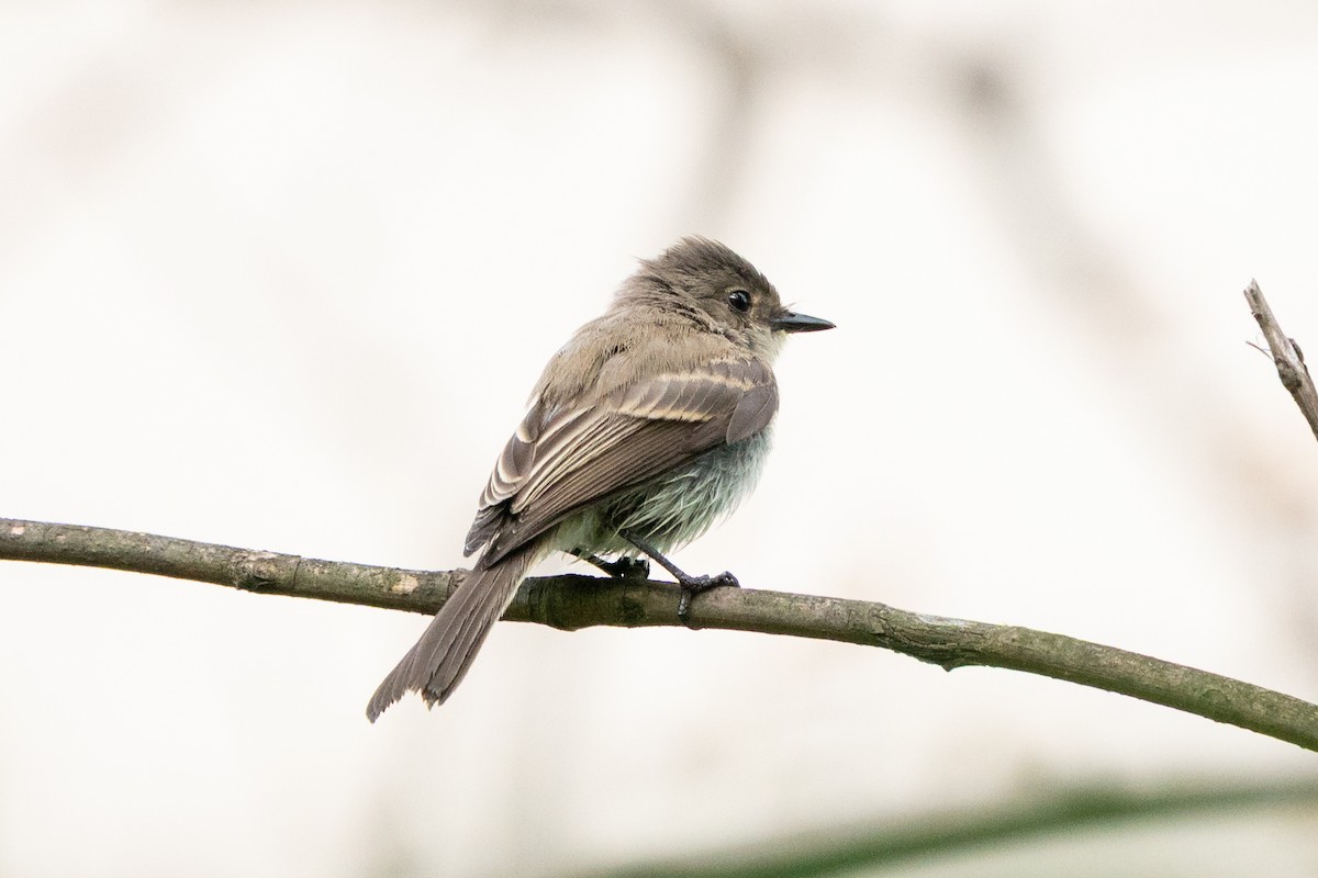 Eastern Phoebe - ML641405870