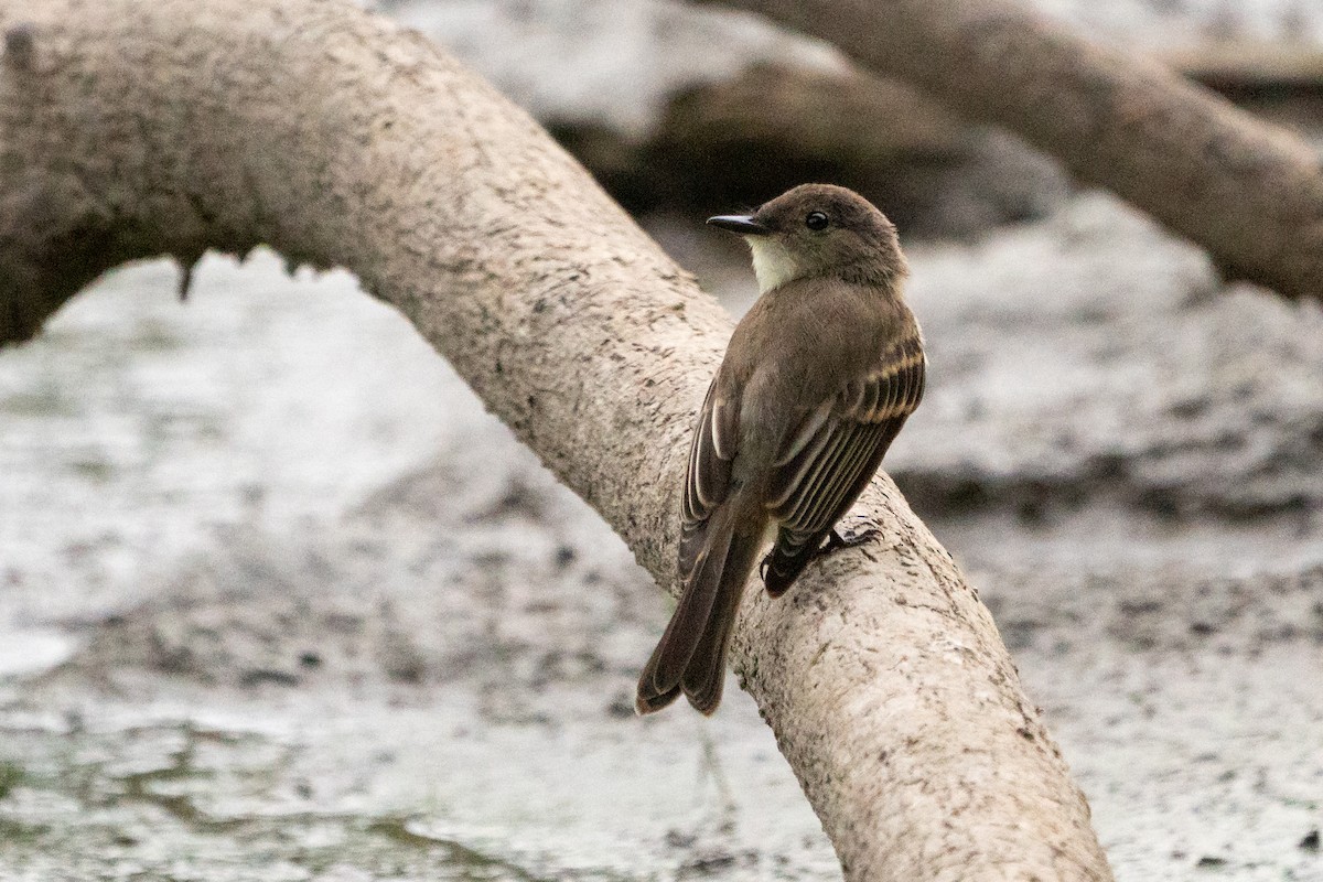 Eastern Phoebe - ML641405871