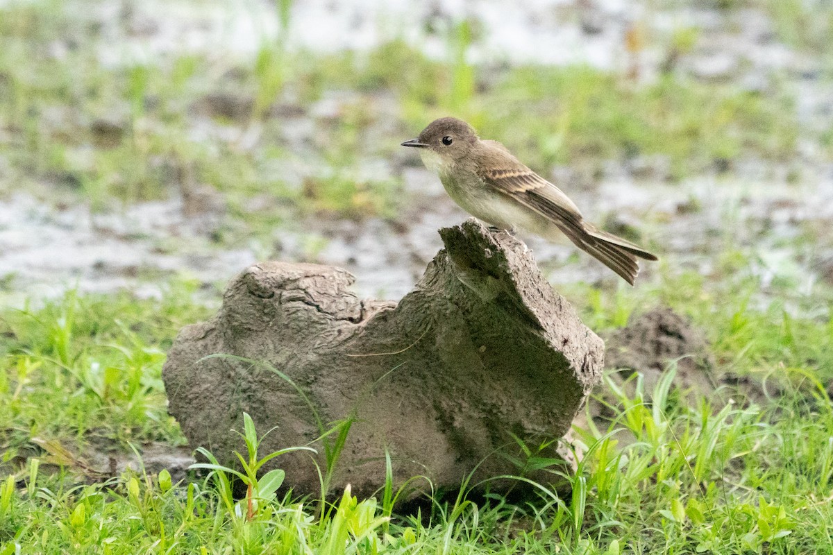 Eastern Phoebe - ML641405872