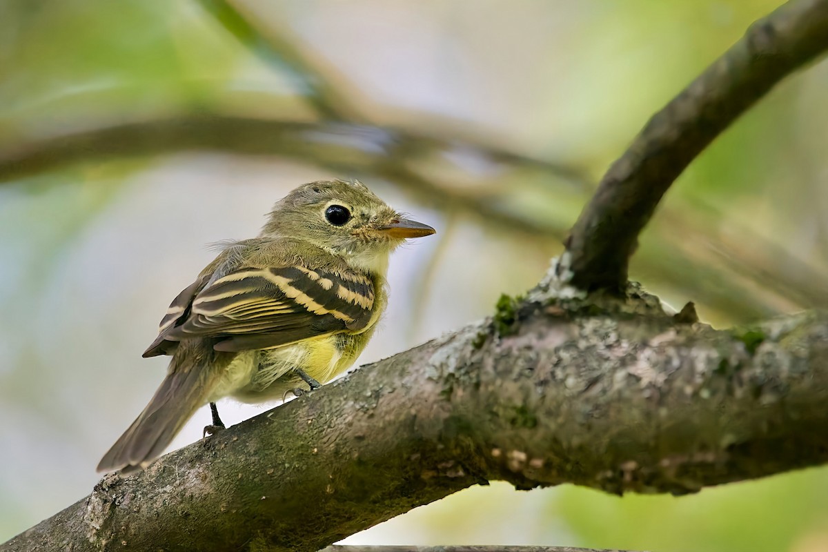 Yellow-bellied Flycatcher - ML641405879