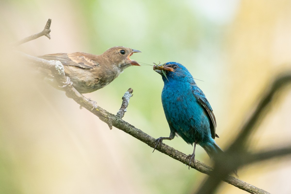Indigo Bunting - ML641405888