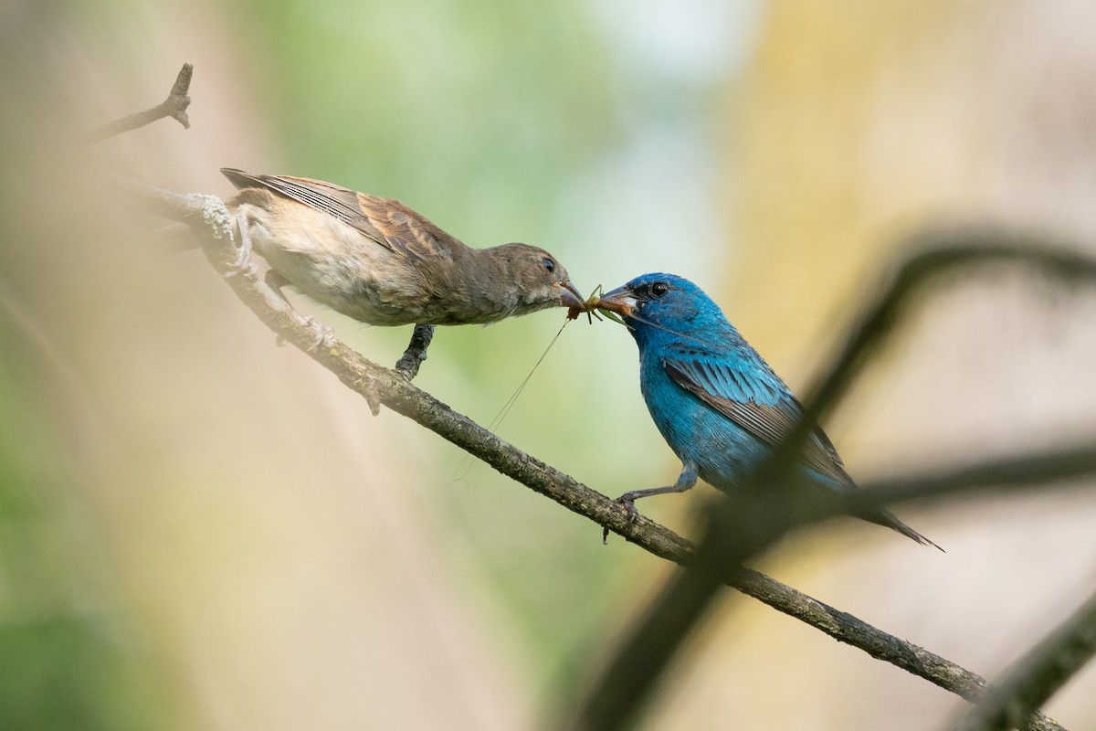 Indigo Bunting - ML641405889