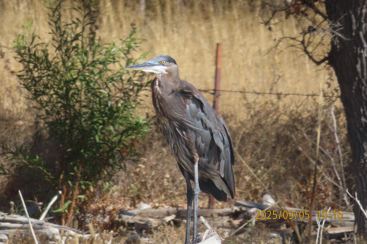 Great Blue Heron - ML641405898