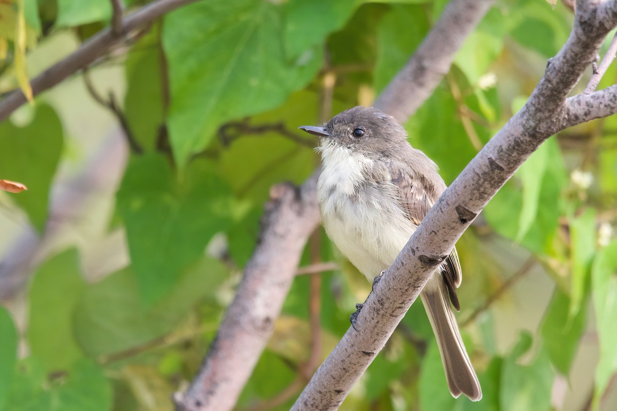 Mosquero Fibí - ML641405906