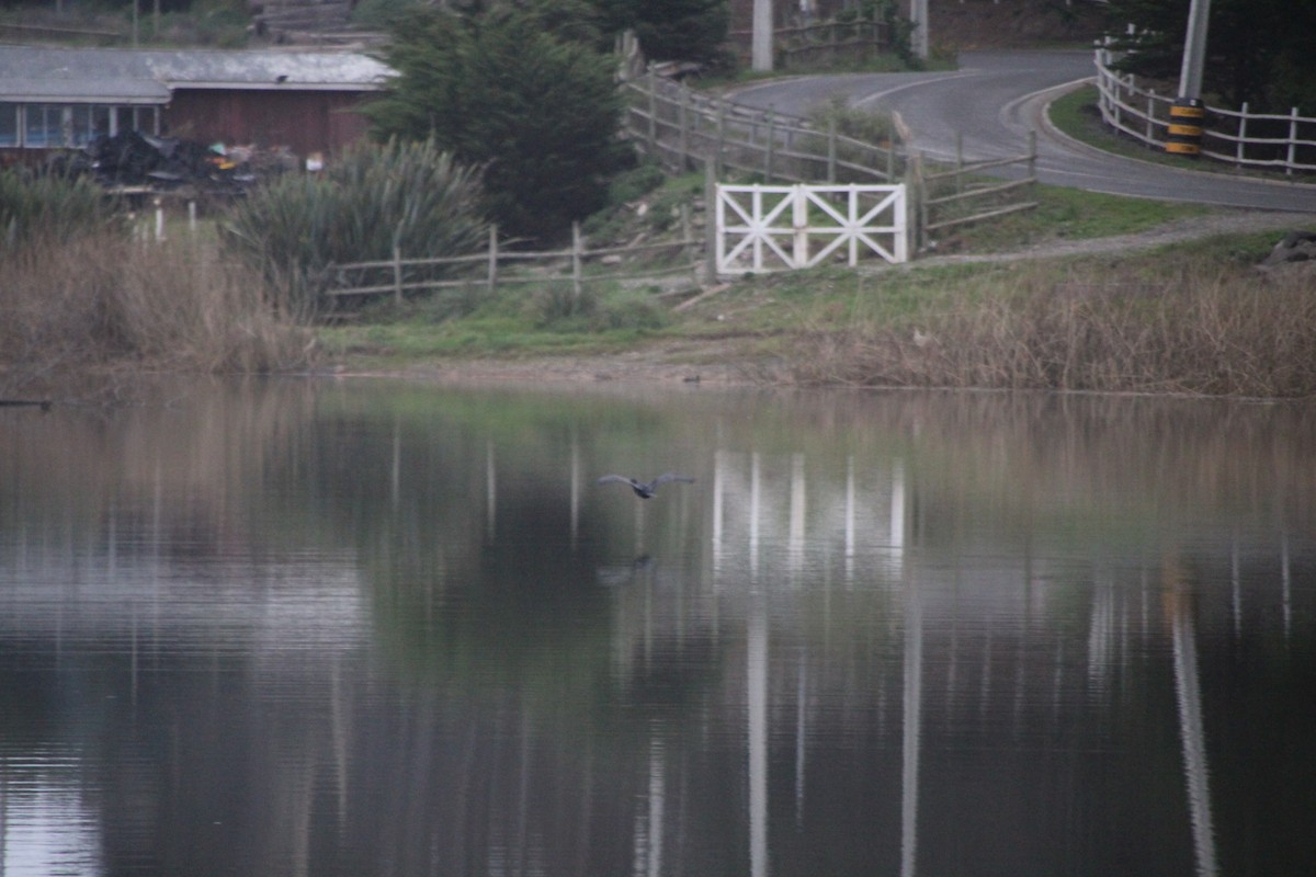 Neotropic Cormorant - ML641405907