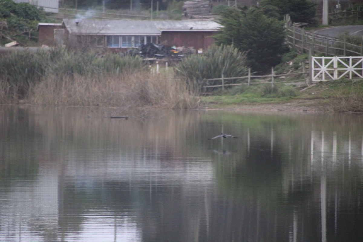 Neotropic Cormorant - ML641405909
