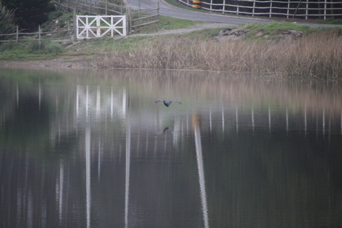 Neotropic Cormorant - ML641405910