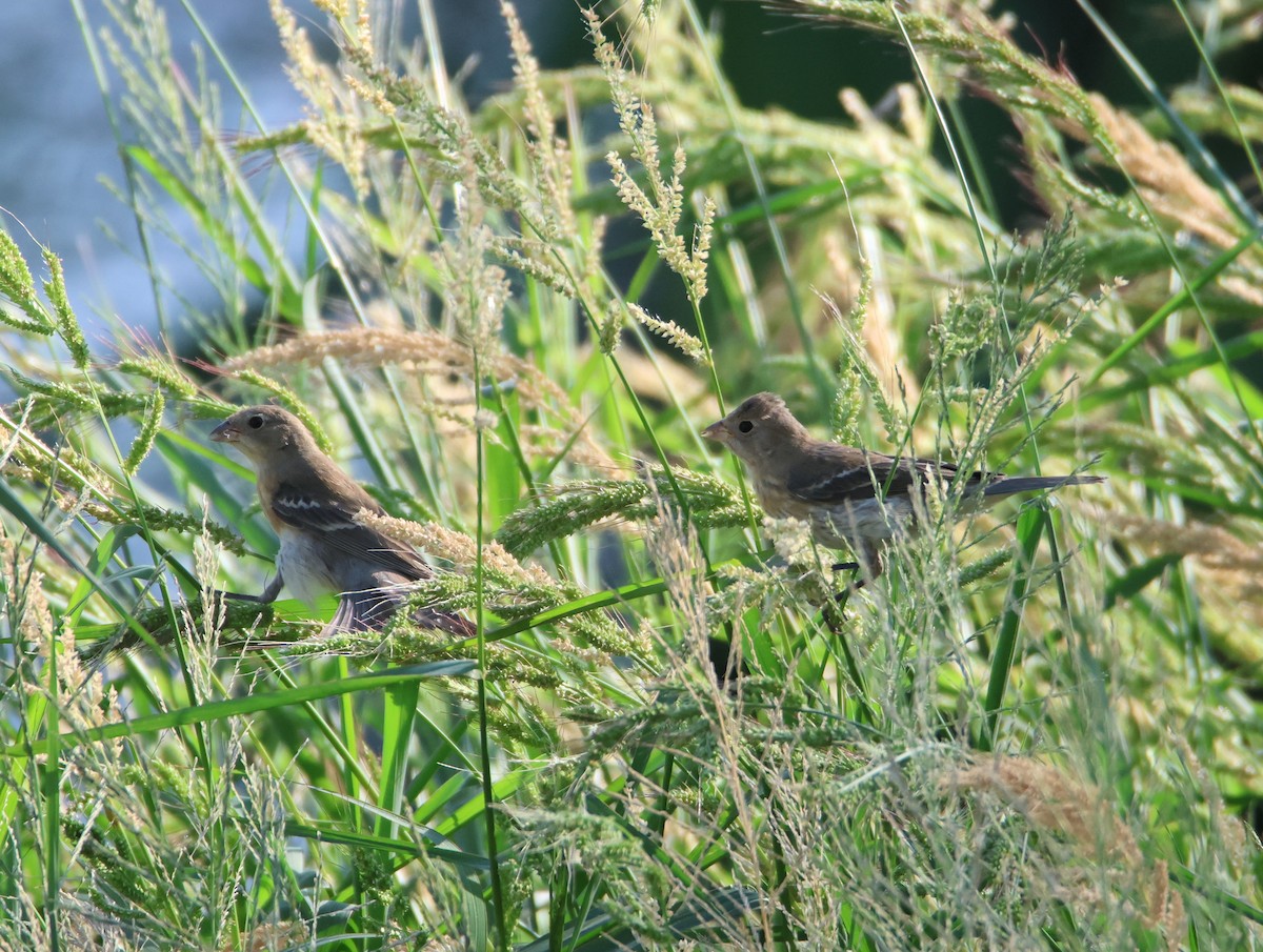 Lazuli Bunting - ML641405911