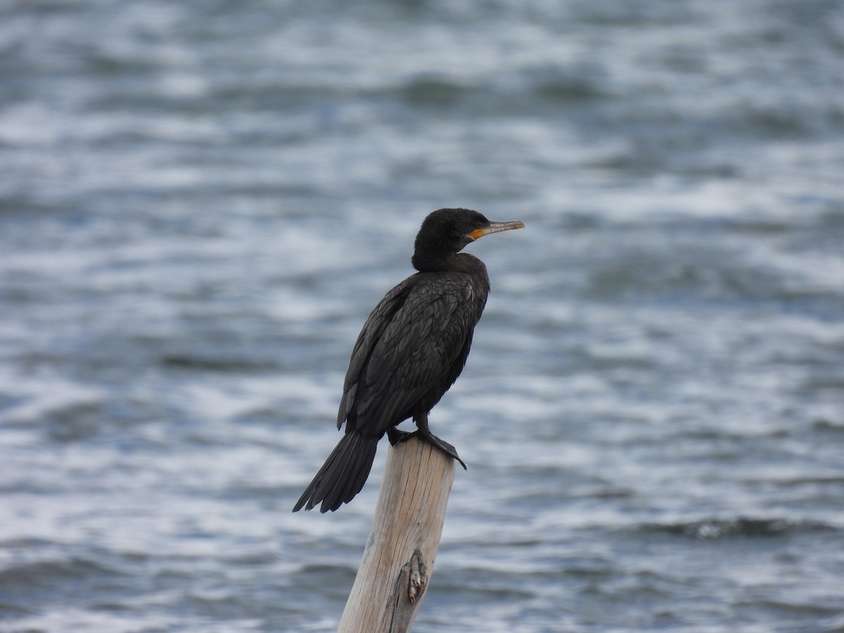 Neotropic Cormorant - ML641405913