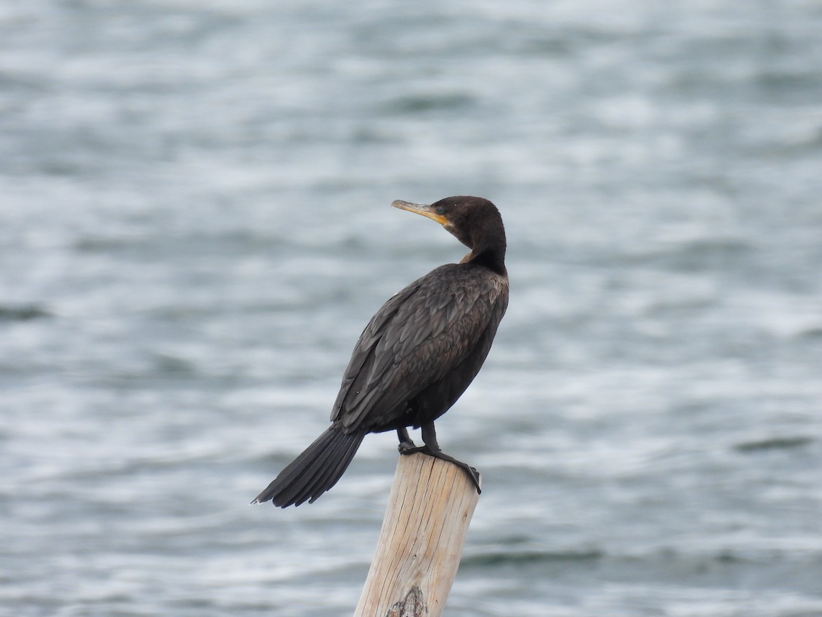 Neotropic Cormorant - ML641405914