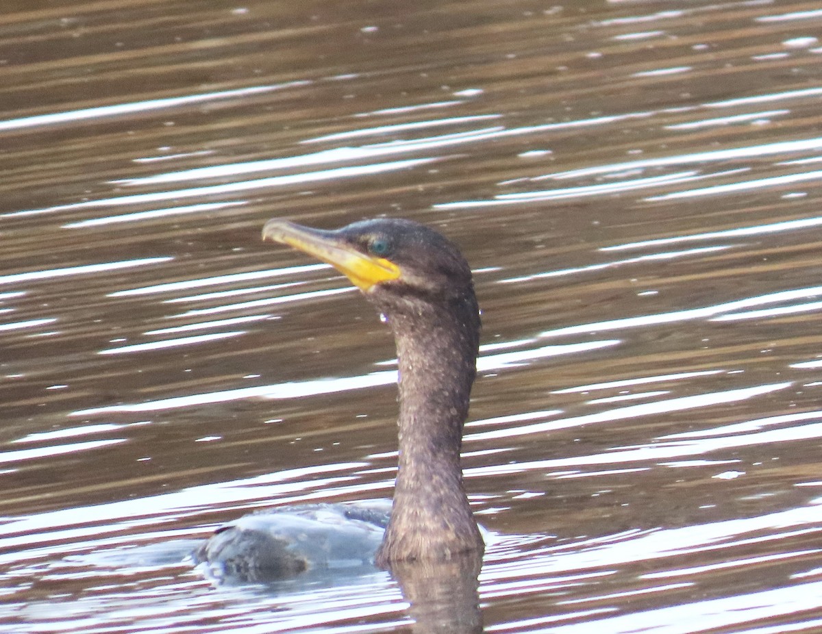 Neotropic Cormorant - ML641405915