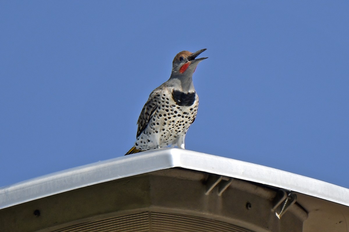 Gilded Flicker - ML641405926
