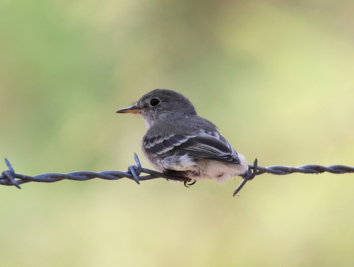 Gray Flycatcher - ML641405936