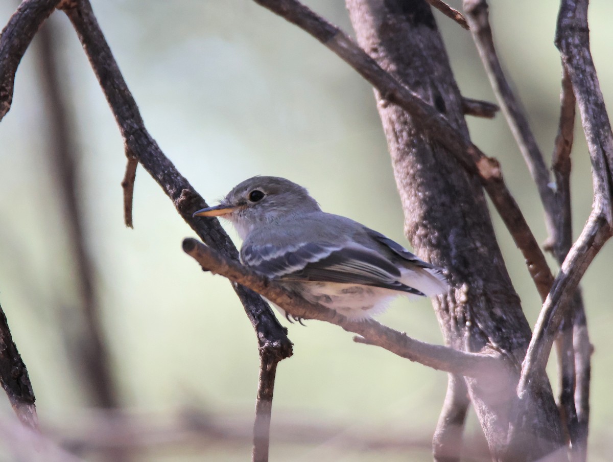Gray Flycatcher - ML641405938