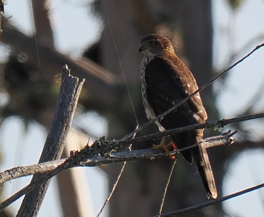 Sharp-shinned Hawk - ML641405948
