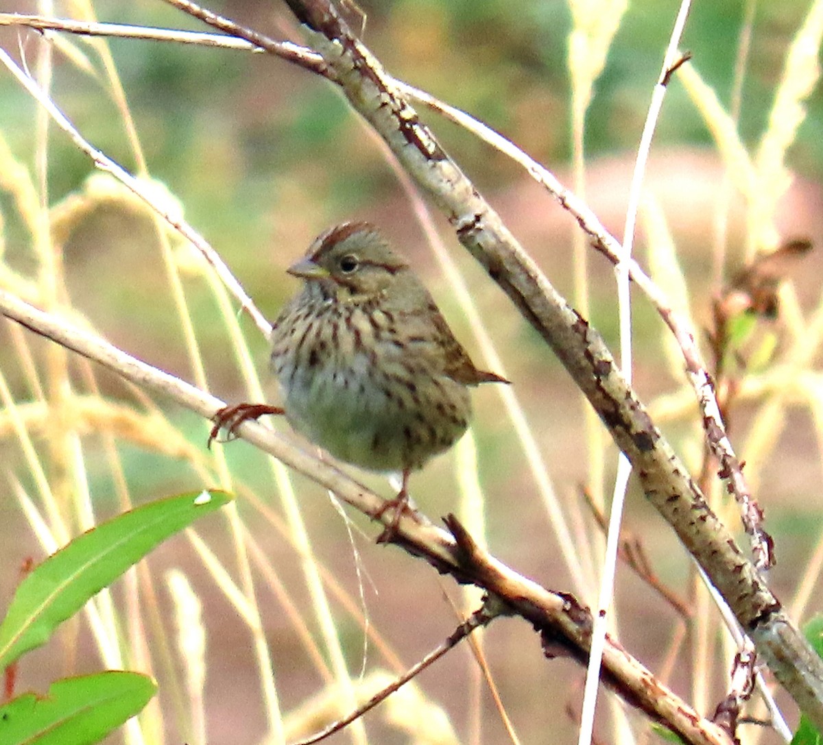 Lincoln's Sparrow - ML641406005