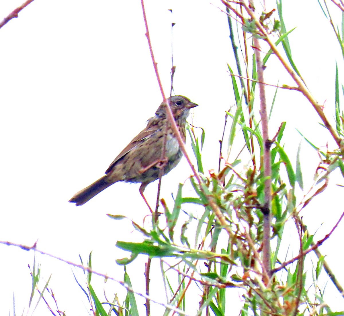 Lincoln's Sparrow - ML641406006