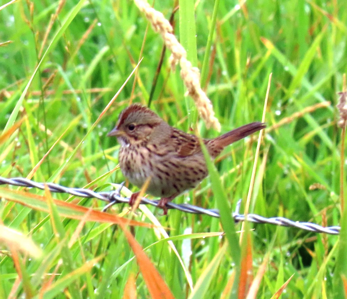 Lincoln's Sparrow - ML641406007