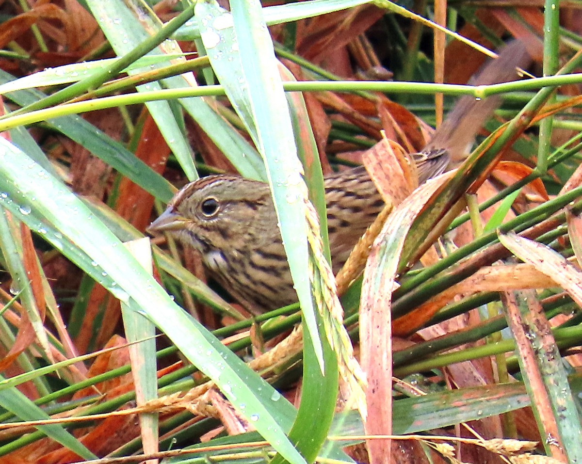 Lincoln's Sparrow - ML641406008