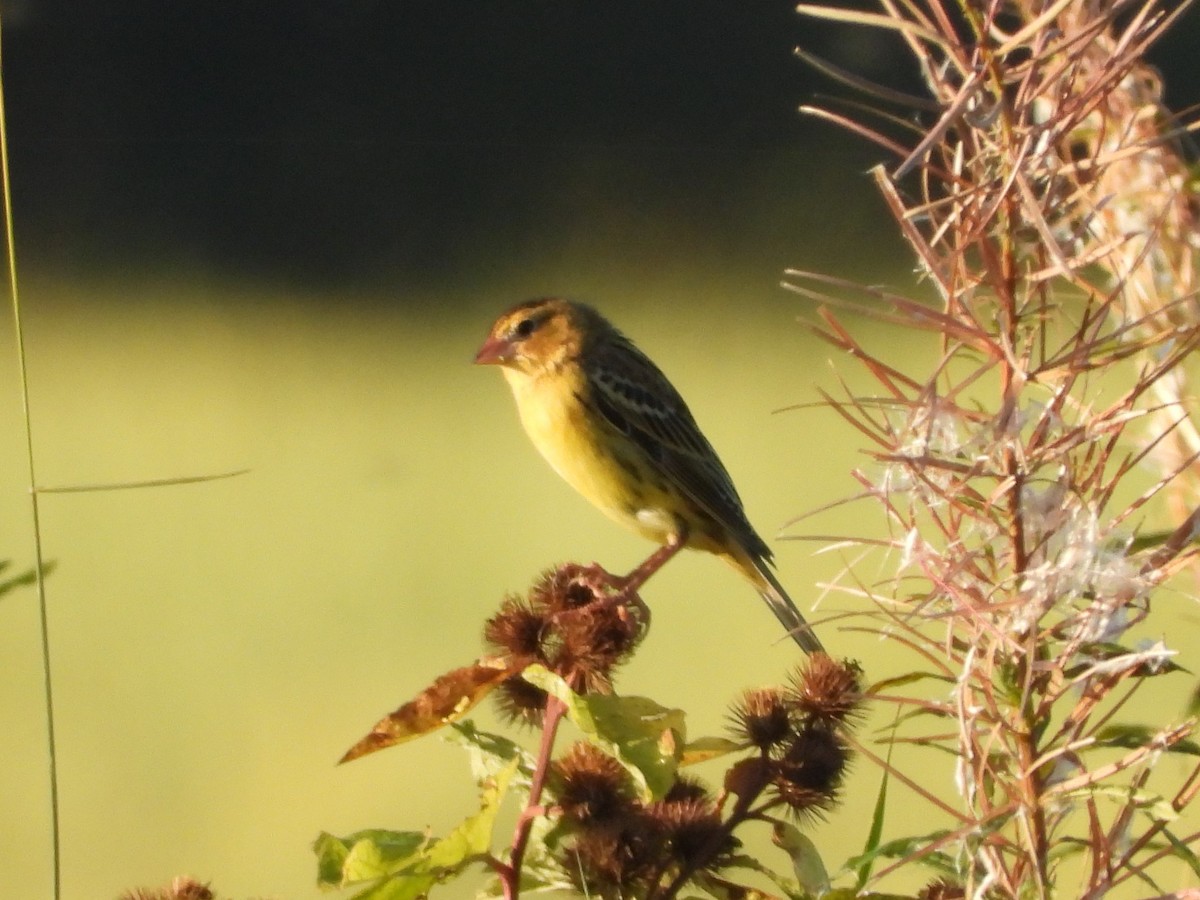 Bobolink - ML641406015